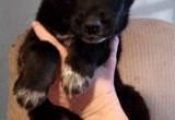 Male German Shepard puppy for rehoming