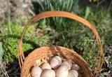 Silkie Hatching Eggs