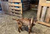 3 ABGA Registered Boer Goats