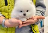 Sweet Pomeranian puppies available