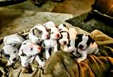 Pitbull Puppies (American Bullies)