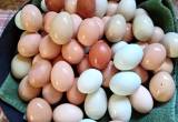 Farm Fresh Eggs $2 per Dozen