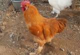 Rooster - Standard Cochin Mix