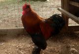 Rooster - Cochin Mix