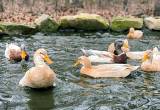 Rare breed spring ducklings