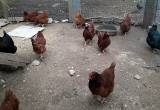Chickens, Roosters & Hens20