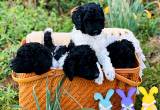 AKC Registered Standard Poodle puppies