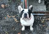 French Bulldog adult for sale