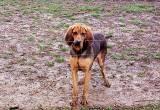 Bloodhound male