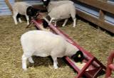 Registered Dorper Ewe Lambs