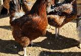 laying hens for sale