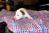 pitbull puppy full-blooded she' s ready