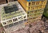 Chicken Crates
