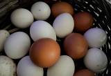fresh Eggs