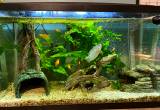 29 Gallon Tank with Fish & Supplies