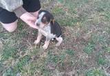 beagle puppies for sale