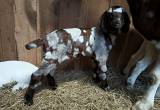 Dappled Boer / Kiko doe with triplets