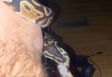 ball python with accessories