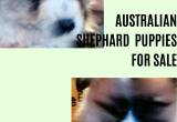 Austrialian Shephard Puppies For Sale