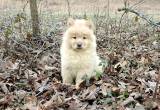 Chow Chow Puppy!