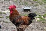 rooster for sale