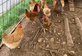 buff orphington hens