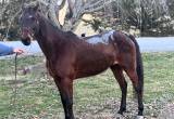 12y Standardbred mare very gentle