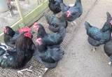 Baby chicks black australorp
