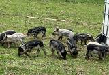 Mangalica pigs