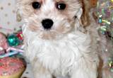 Small Poodle Mix Puppies~Easter Special