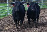 Bulls for sale! McCoy Farms