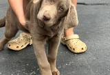 Silver Lab Female Pup