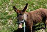 Mini Donkey Jack