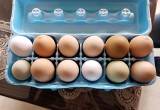 Farm Fresh free range eggs, Homestead