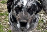 5 year old Male Catahoula