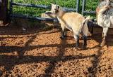 Weaned baby boy Nigerian Goats