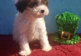 Teddy Bears Puppies YorkiPoo Toy Poodle