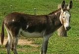Standard jack donkey