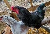 Huge Black Ameraucana Young Rooster