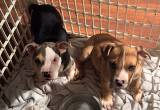 pitbull - staffordshire mix puppies