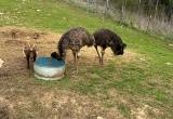 breeding pair of adult emus
