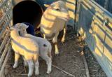 Khatadin Ewe and 2 lambs