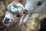 Mini LaMancha Bottle Baby Goats