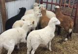 Ram lambs