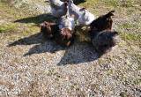 Orpington chicks available