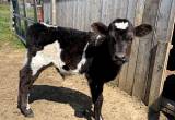 short horn cross bull calf