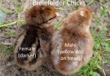 Dual Purpose chicks for sale-Bielefelder