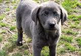 Akc Registered Charcoal Labrador Retriev