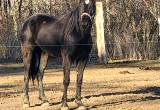 2 year old TN walking horse mare