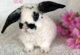 Mini Plush Lop bunny rabbits